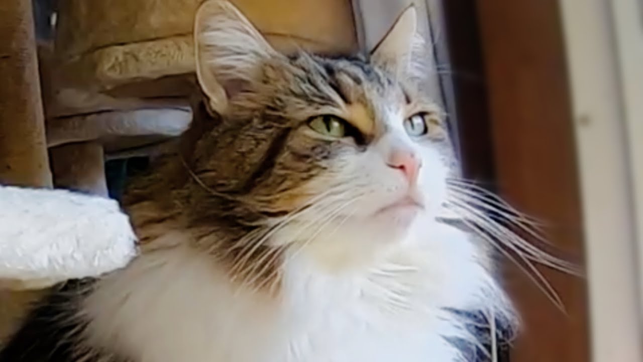 春のおとずれる気配を感じているエルフ/ELF who senses the signs of spring