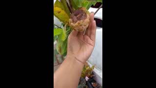 eg6h22a Videos #165