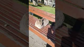 kimsesizler 😾 evsizler