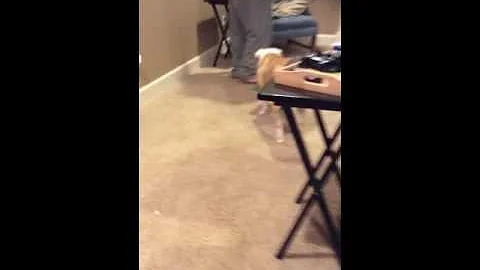 Cute dogs part one