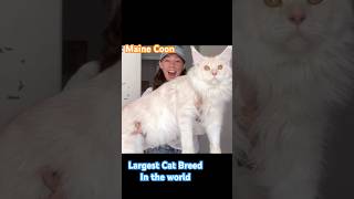 #mainecoon #cat Largest Cat Breed