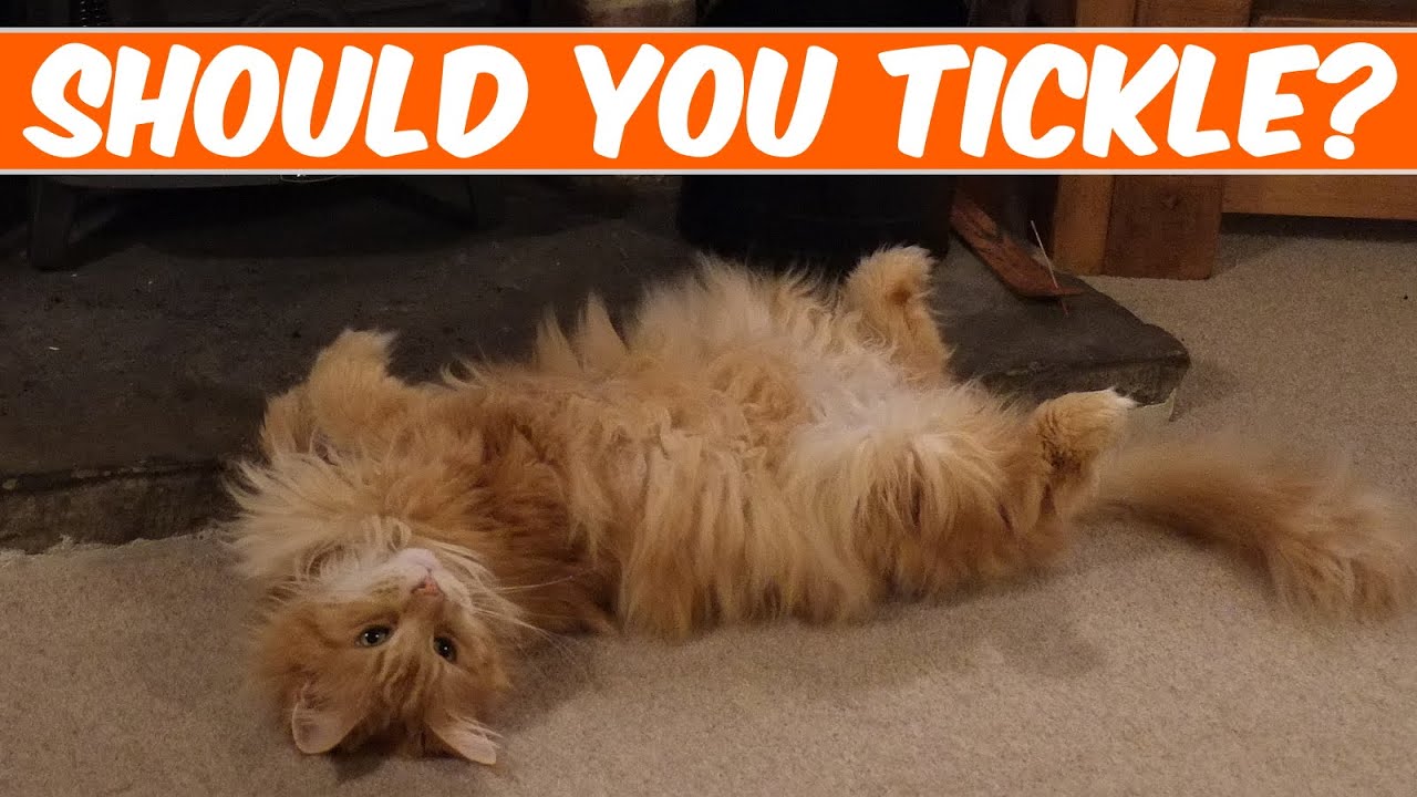 Why do Maine Coons lay on their backs (especially when they see you