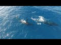 Whales and Calf Protected By Dolphins in Maui, Hawaii