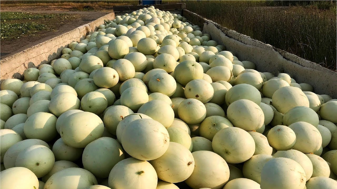 Honeydew Melon Harvesting Awesome Melon Agriculture Melon packaging