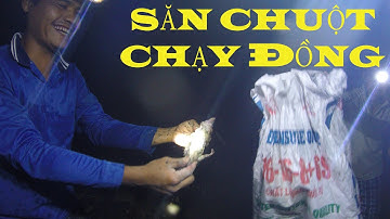 Tập 78 | Săn Bắt Chuột Chạy Đồng Ban Đêm và Cái Kết #gianghuỳnhtv #sănchuột #bắtchuột