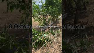 Bantu subscribe friends, biar aku semangat perbaiki kebunku #garden #gardening #kebun #berkebun l