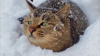 狸花猫有多猛爆捶狗子狂扇猫子村霸无疑