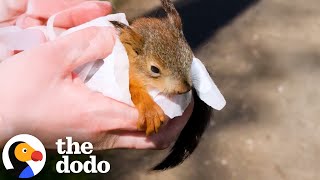Download Lagu Mama Squirrel Fights Crow Who Stole Her Baby | The Dodo MP3 Download Lagu Mama Squirrel Fights Crow Who Stole Her Baby | The Dodo MP3