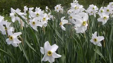 April - Flowers Show( Andre Rieu   Strauss Medley)