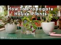 How To Propagate, and Tips for Aftercare | Greene Thumb | Well+Good