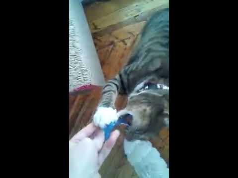 Cats hunting for