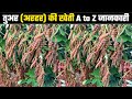 Tur tur cultivation a to z  complete information farming of tavar arhar cultivation scientific farming