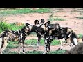 Wild  dog   one of africas most threatened animal