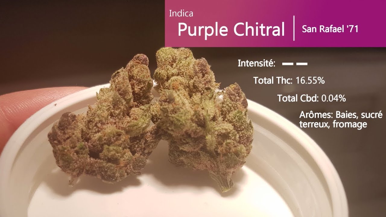 Cannabis récréatif SQDC #04: Purple Chitral