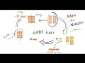 التفاعلات اللاضوئية  Light-Independent Reactions (Calvin Cycle)