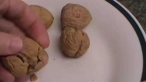 Apollo Nutcracker Elegant Cast Metal Alloy Chrome Cast Nut Cracker with Soft Grip Handle full look