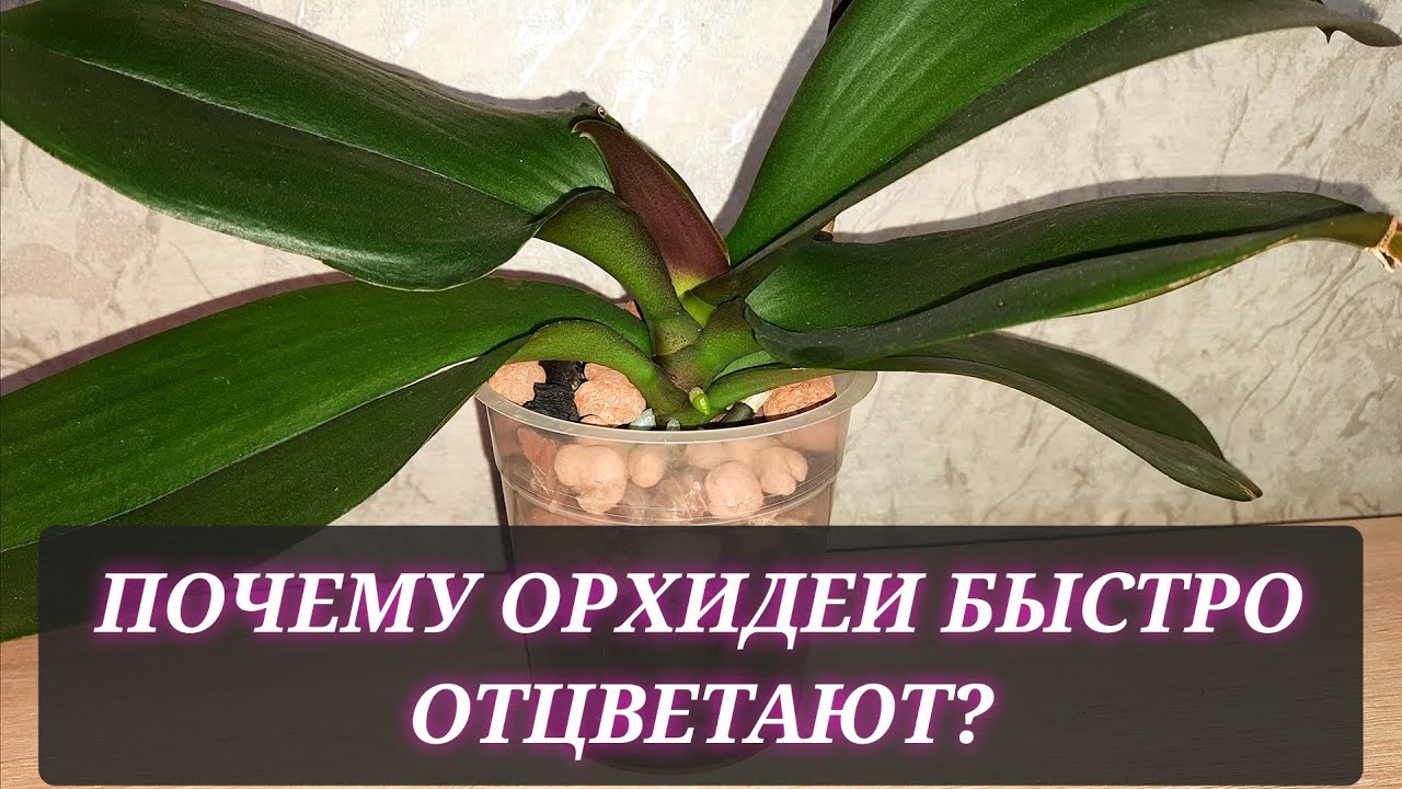 Почему орхидеи быстро отцветают?