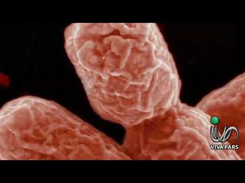 تصویری: بیماری باکتریایی مسری ناشی از سالمونلا در Gerbils