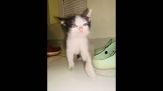 Cat video