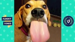 TRY NOT TO AWW! FUNNY and CUTE ANIMALS Videos Compilation 2018 | Funny Vine