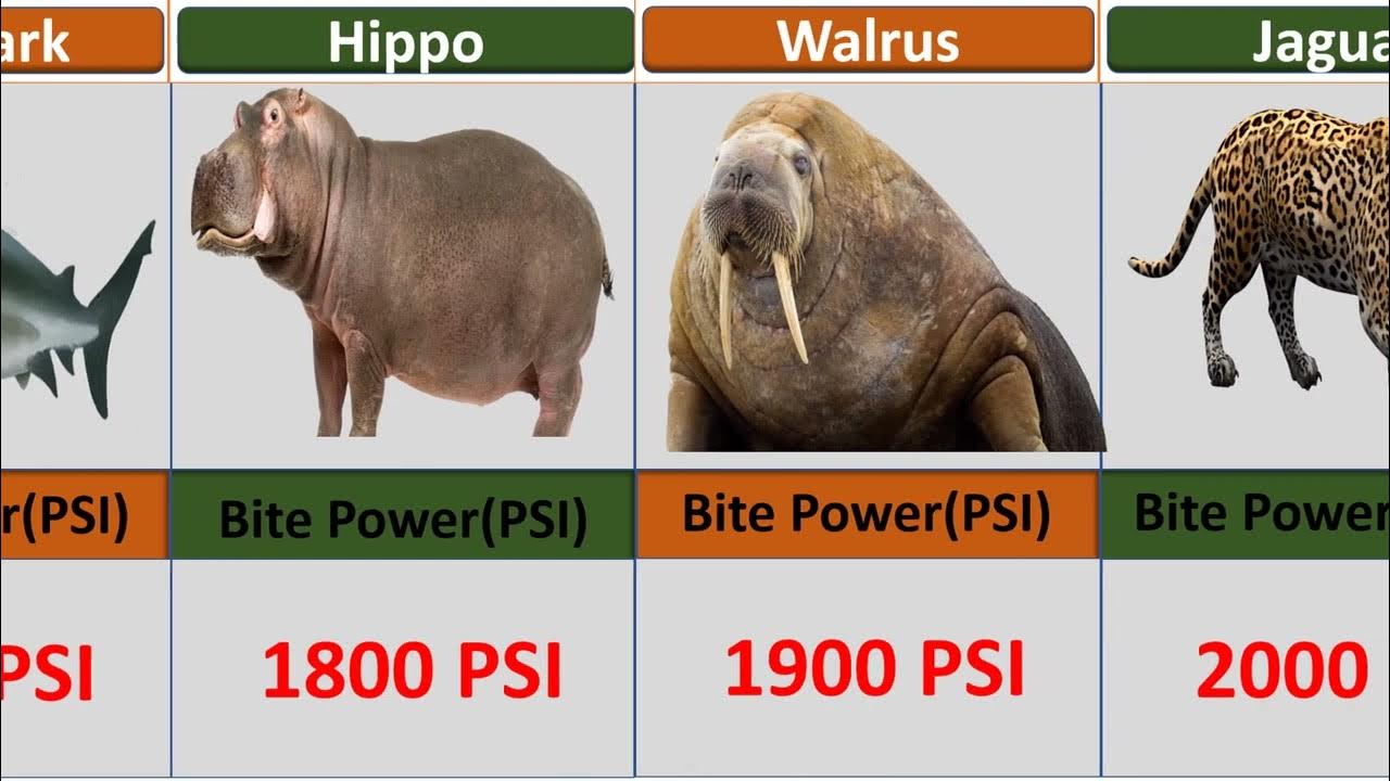 Animals with the strongest bite psi galaxy comparison youtube