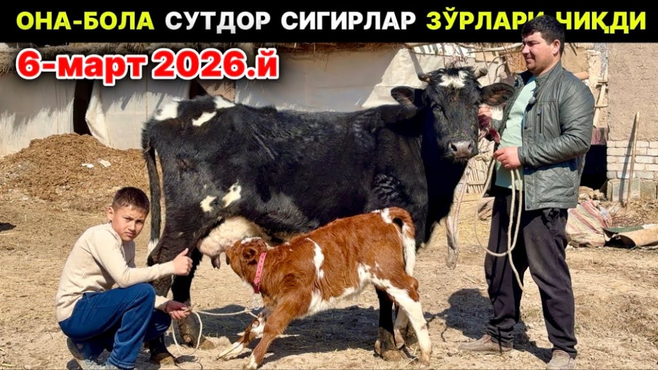 СУТДОР СИГИРЛАР ЗЎРЛАРИ АРЗОНЛАРИДАН ХОНҚА Отабек 6-марта 2026 г.