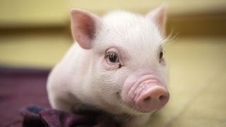 Try Not To Laugh Or Grin While Watching Cute Pig Animal Pet Vines Compilation 2017