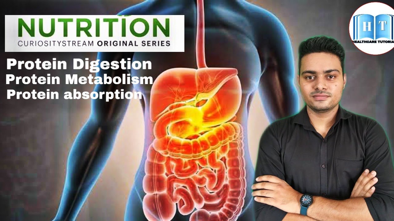 Protein absorption and Digestion B.sc. Nursing 1st year Nursing