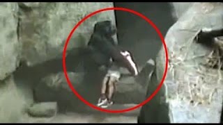 Brookfield Zoo Gorilla Rescues Little Boy Who Fell Into The Ape Pit In 1996