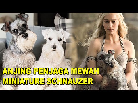 Video: Apakah schnauzers berburu anjing?