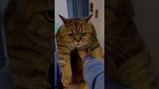 Nai Naveli D.r Sahiba Bangad Billa Ankit Ang