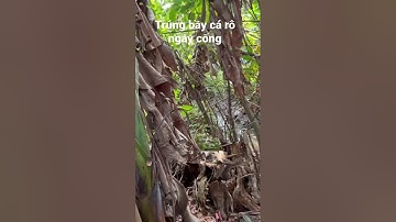 Phát Hiện Bầy Cá Rô Dưới Cống Ruộng #câucárôđồng #caucaro