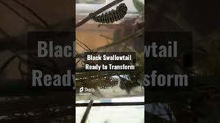 Black Swallowtail Caterpillar to Chrysalis!!! (time lapse)