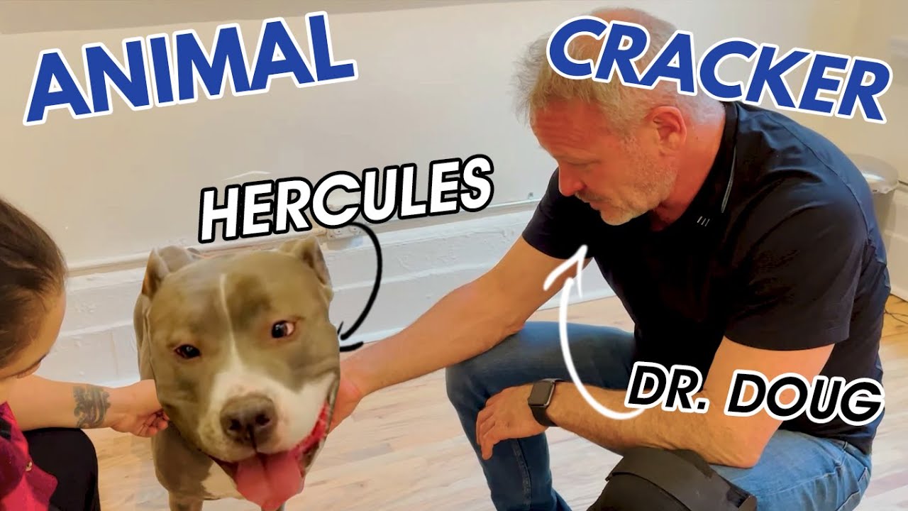 CROSSED EYED PITBULL MIX GETS ADJUSTED 🐾 YouTube