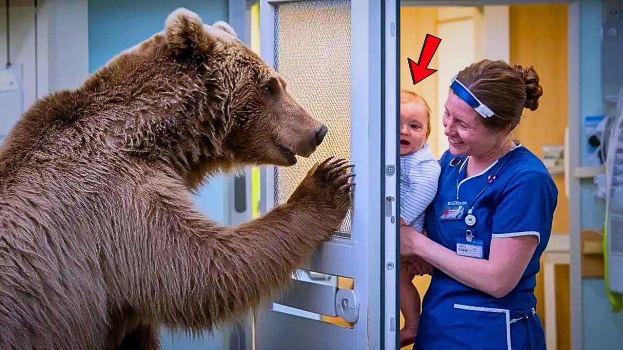 Mother Bear Blocked the ICU Door to Guard a Fragile Baby – What Happened Next Was Shocking