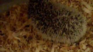 Dscf2731.Avi