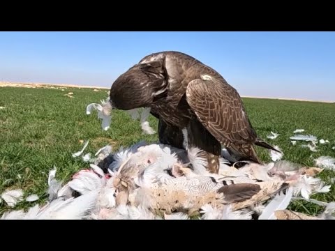 ليت الصقاقير احضروا هد حشار