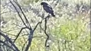 Eagle Hanging On To A Snake