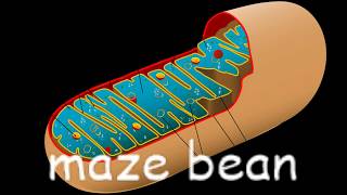 maze bean