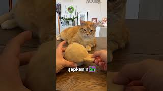 Bu Adam Kedinin Tüylerinden Şapka Yaptı, Sonuç Efsane