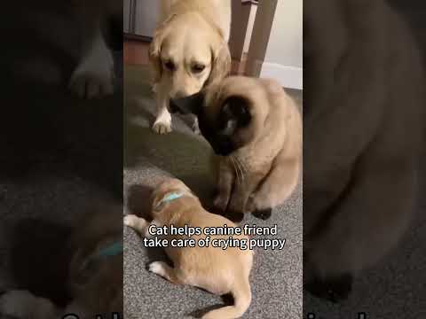 Part 11 Funny Cat ExplorePage 