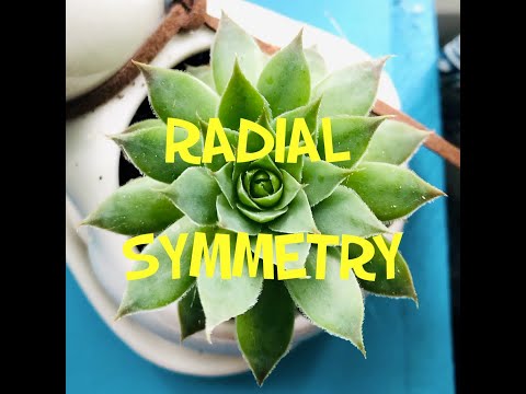 Video: Forskjellen Mellom Radial Og Bilateral Symmetri