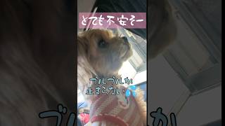 ブルブルが止まらない🐾💦
