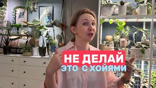 картинка: 10 ОШИБОК при выращивании хой, которые я проверила на себе