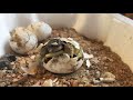 Eclosion d'un bébé tortue terrestre