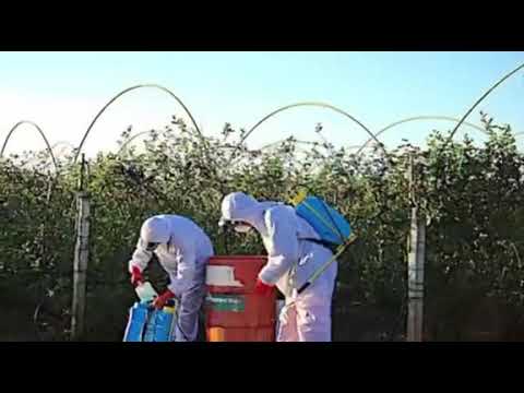Video: ¿Cómo es perjudicial el uso excesivo de fertilizantes y pesticidas?
