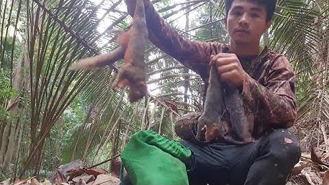 Hunting yos hav zoov dib qaib qu thiab tua nas coob heev