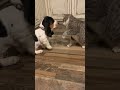Dog VS Cat (The Slowest Fight Ever)