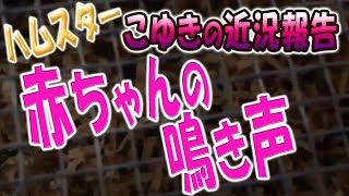 ハムスター赤ちゃんの鳴き声です。こゆきの近況報告！