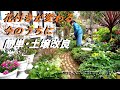 【素敵な庭造り】＃鉢増しできなかった花の簡単土壌改良　＃花数を増やす　＃まくだけで蘇る